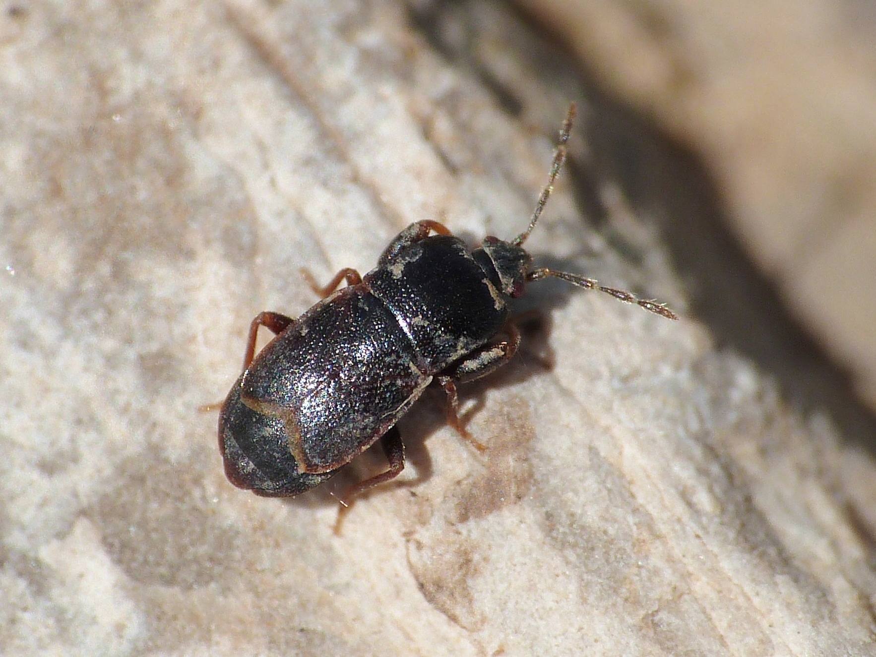 Lygaeidae: Plinthisus cf coracinus - Tolfa (RM)